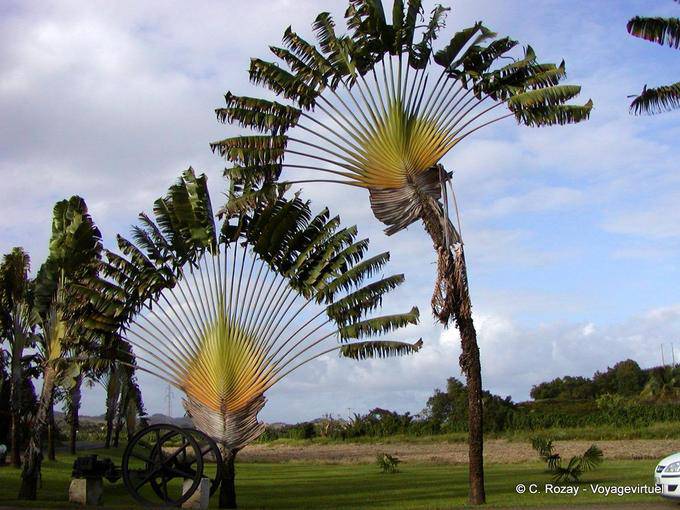 Habitation Clement, the tree of travelers - Martinique