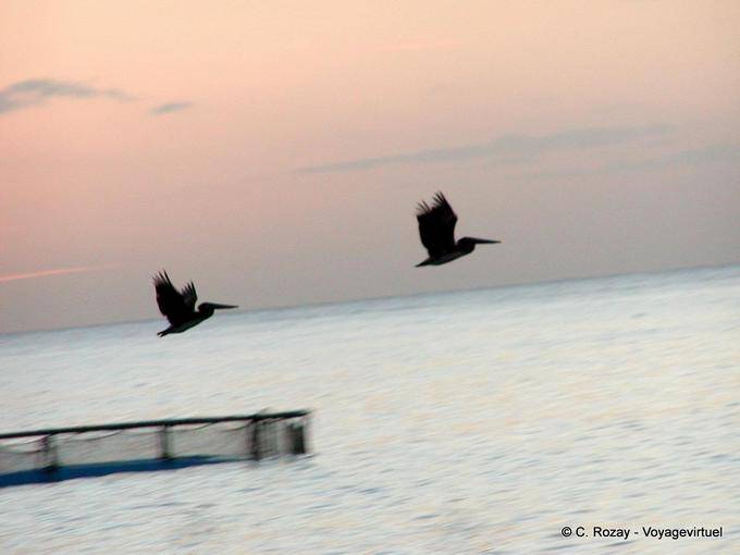 Pelicans in flight - Martinique
