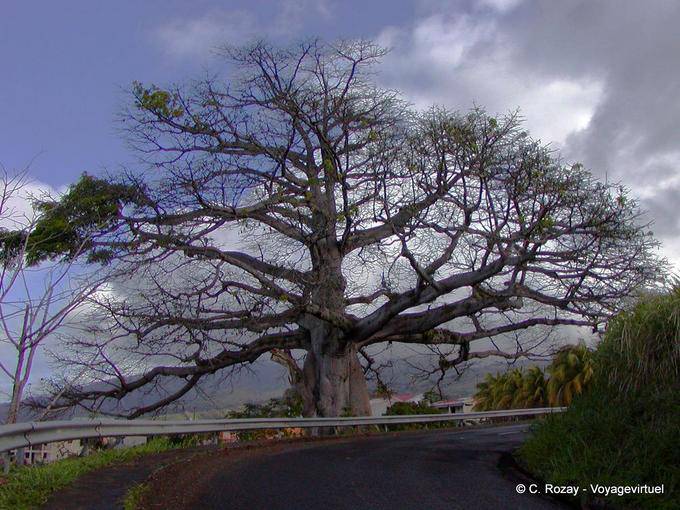 A giant Ceiba pentandra or cheese roadside - Martinique