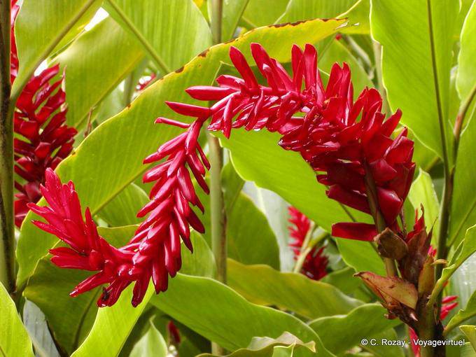 Red flowering plant to determine, garden Balata - Martinique