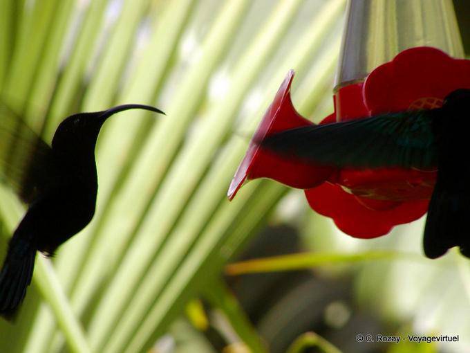 Colibri refueling get sweet food - Martinique