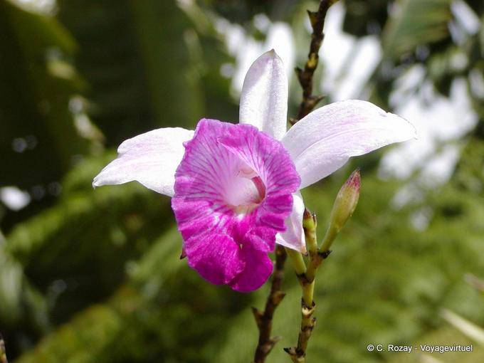 An orchid garden of Balata - Martinique