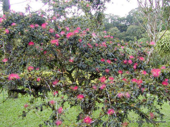 Calliandra tweedii or tree with puffs, Balata Garden - Martinique