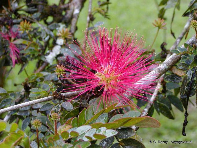 No doubt a Calliandra haematocephala, garden Balata - Martinique