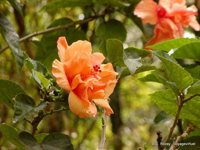 Orange Hibiscus - Martinique