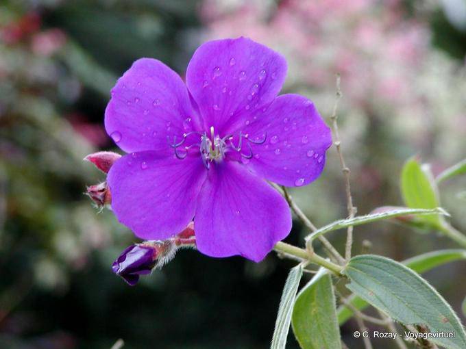 Tibouchina urvilleana (tibouchine d'Urville), garden Balata - Martinique