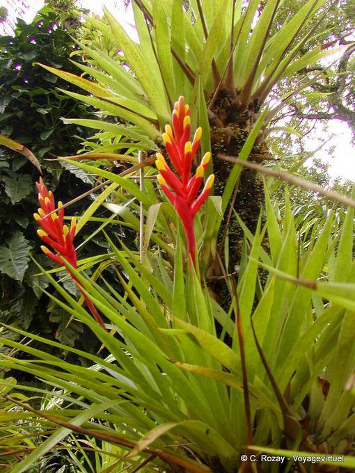 Bromeliad flower protected by bracts, garden Balata - Martinique