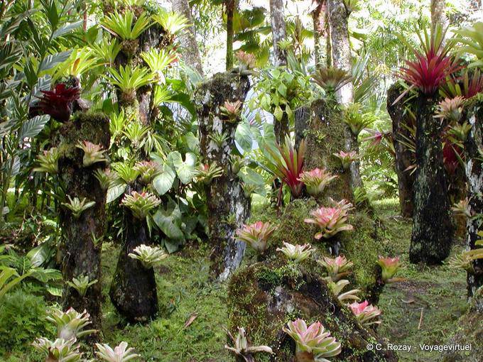 Epiphytes, Polypodiaceae collection suspended, garden Balata - Martinique