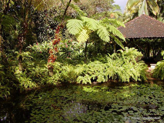 Mare and tropical vegetation, garden Balata - Martinique