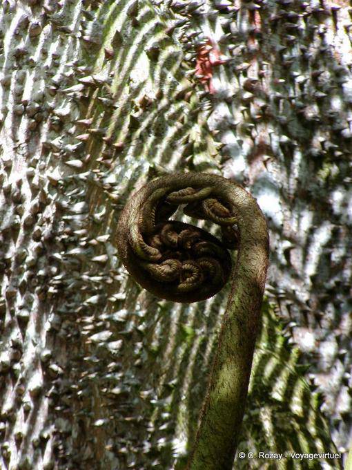 Fern butt before a Bombax (cheese), Balata - Martinique