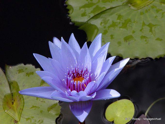 A blue water lily, garden Balata - Martinique