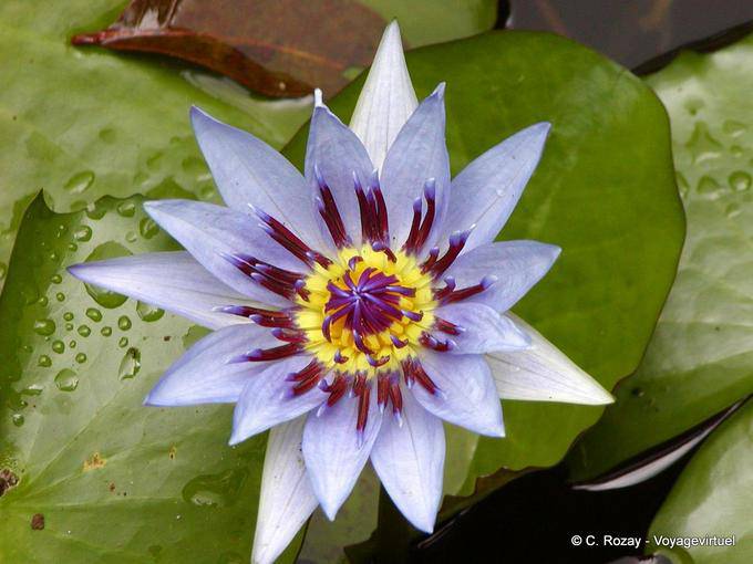 Blue lotus or water lily Heart (Nymphaea capensis), garden Balata - Martinique