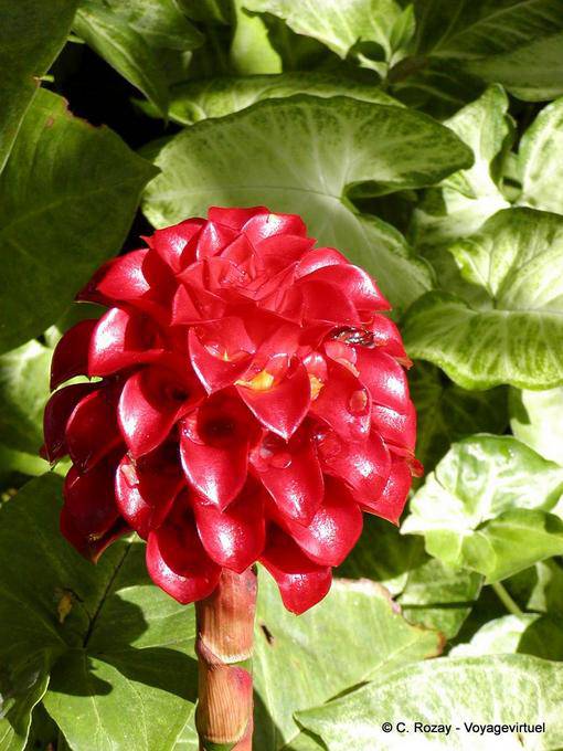 Tapeinochilos ananassae (pineapple flower), garden Balata - Martinique