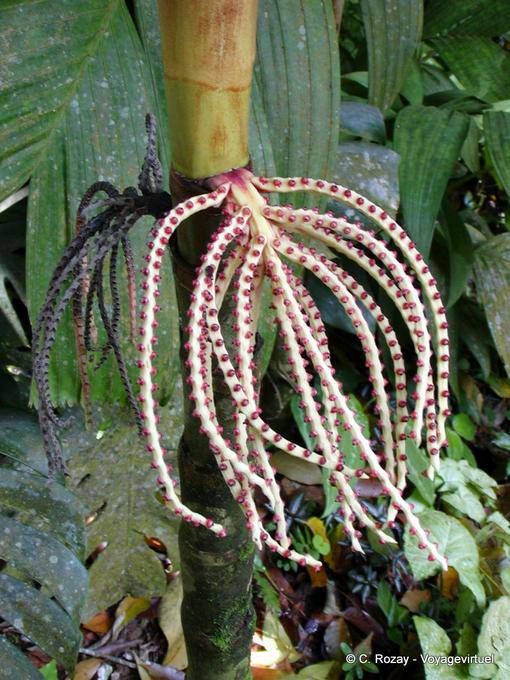 Strange outgrowth (to name please), garden Balata - Martinique
