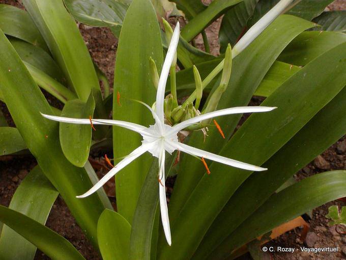 Flower Crinum pedunculatum (crinole mangroves), Anse Latouche - Martinique