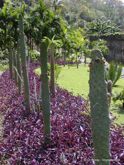 Plant composition in the old candy, Habitation Anse Latouche - Martinique