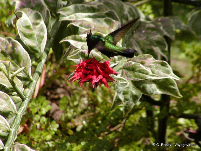 Hummingbird or hummingbird picking nectar in a flower, Anse Latouche - Martinique