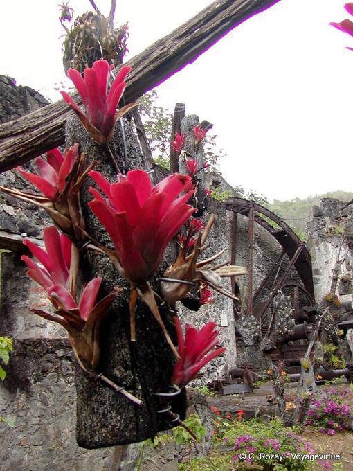 Red bromeliads, epiphytes monocots, Anse Latouche - Martinique