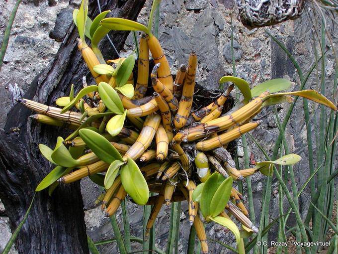 Dendrobium, kind of bamboo-epiphytic orchid, Anse Latouche - Martinique