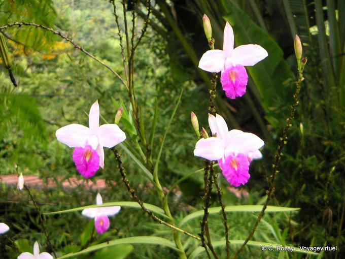 Orchids, probably Arundina (Bamboo orchid), Anse Latouche - Martinique