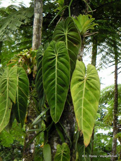 Philodendron leaves on vine epiphyte, Garden Balata - Martinique