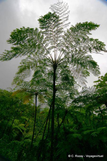 Tree Fern - Martinique
