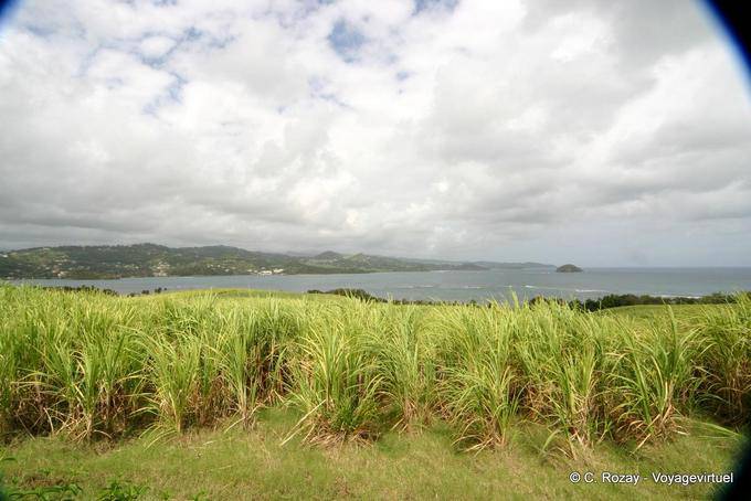 Sugar cane field in front of La Caravelle - Martinique