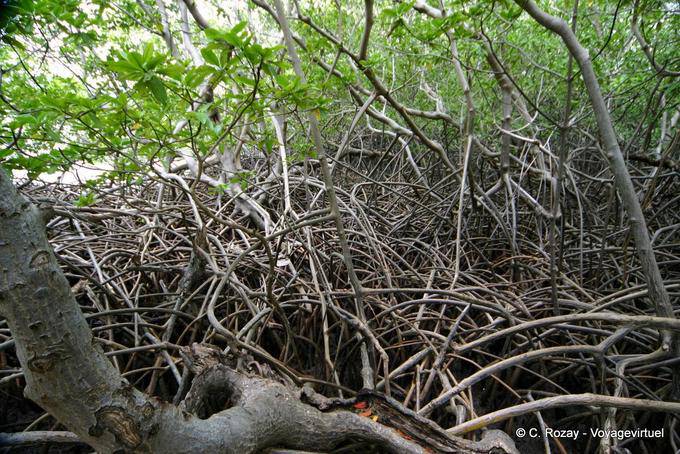 Mangrove, mangrove roots intertwined, the Caravelle peninsula - Martinique