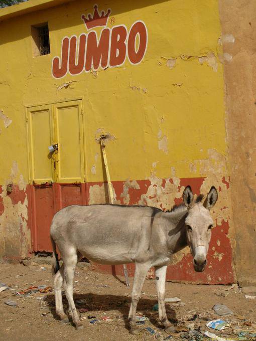 Boghé the donkey to the painted wall, Jumbo, Mauritania