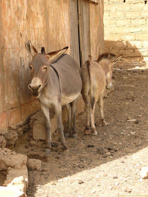 Boghé, donkeys head to tail or vice versa, Mauritania
