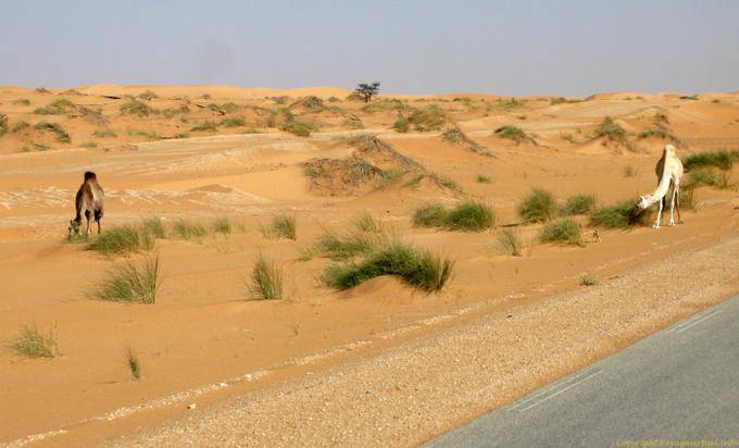 Camels beside the bitumen from Nouakchott to Morocco's border, Mauritania