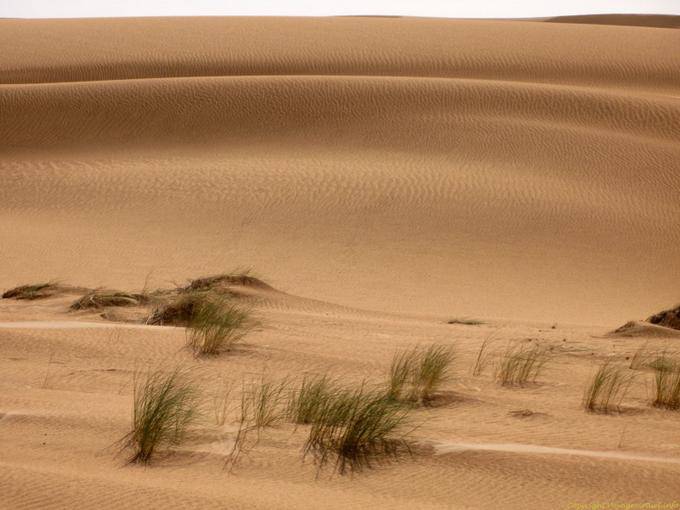 Fold dune in the desert between Nouakchott and Morocco's border, Mauritania
