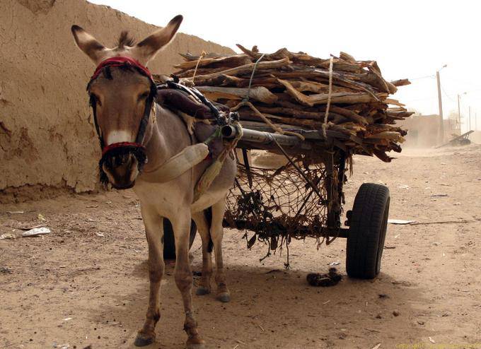 A worker donkey and cart of wood, M'bout, Mauritania