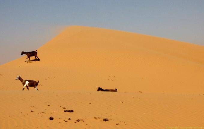 Goats on the dune, Road Boutilimit to Boghé, Mauritania