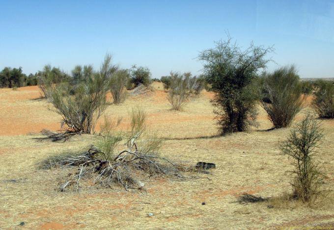 Nature rickety, Route Boutilimit to Boghé, Mauritania
