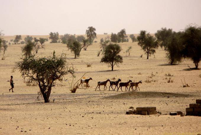 Small shepherd and his cattle, Road Boutilimit to Boghé, Mauritania