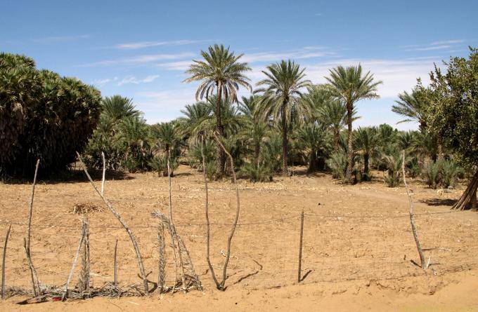 Beauty of oases, Road Souffa - Assaba, Mauritania