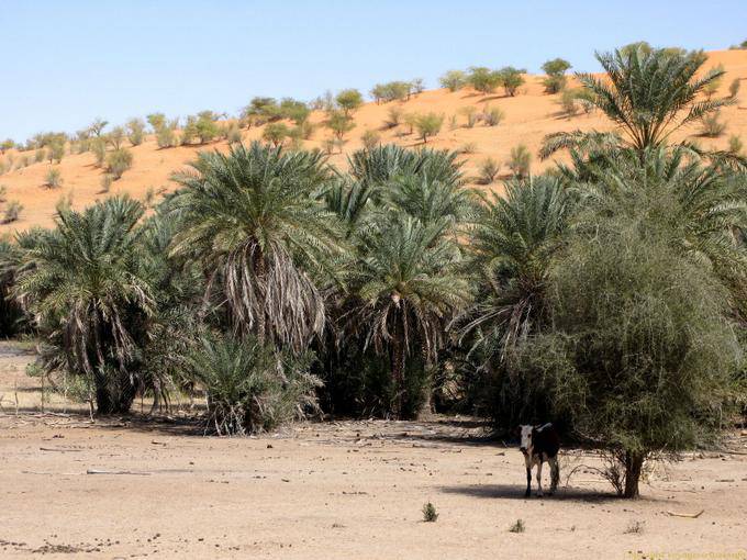 Oasis at the foot of the dunes, Road Souffa, Mauritania