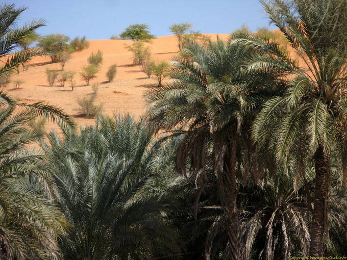 Palm foliage, Souffa Road, natural cathedral, Mauritania