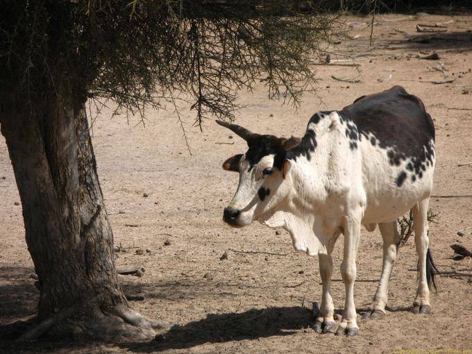 Zebu black and white under a tree Road Souffa, Mauritania
