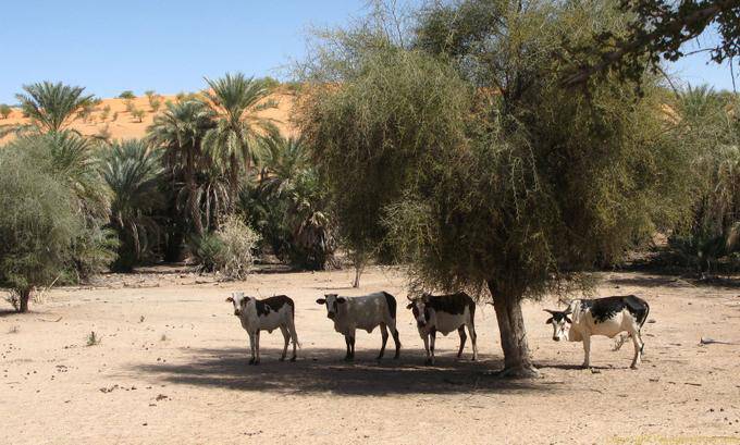 Zebu on the road, Souffa natural cathedral, Mauritania
