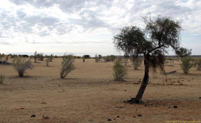 Desert vegetation, Route Souffa, massive Assaba, Mauritania
