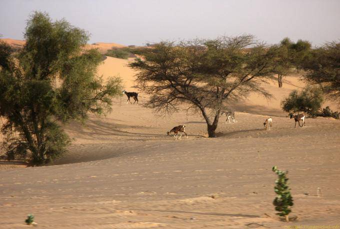 Goats under the acacias, Hope Road, Mauritania