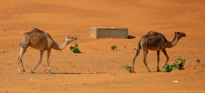 Slow camels in the desert, Road of Hope, Mauritania