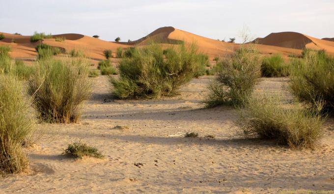 Nature between sand dunes, Hope Road, Mauritania