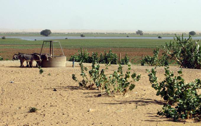 Well and results of irrigation, Hope Road, Mauritania