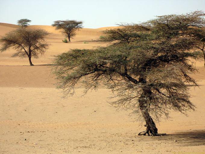 Sand and acacia trees growing here alone, Road of Hope, Mauritania