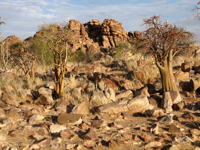 Souffa, Baobab in the rocks, Mauritania
