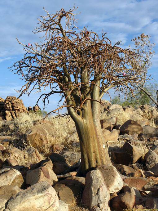 Souffa, Baobab Jackal, Mauritania