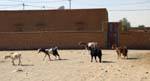 The goats in the streets, Boutilimit, Mauritania.